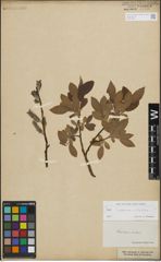 Foto von Salix lapponum L. x Salix silesiaca Willd.